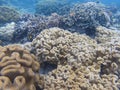 White and yellow corals on tropical sea bottom. Diverse coral shape. Royalty Free Stock Photo