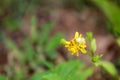 White and yellow Crab Spider on the yellow flower Royalty Free Stock Photo