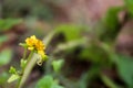 White and yellow Crab Spider on the yellow flower Royalty Free Stock Photo