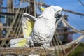 White yellow crested Cockatoo, Cacatua galerita, standing on an old wooden boat