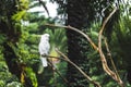 White yellow-crested cockatoo parrot on a branch Royalty Free Stock Photo