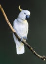 White yellow-crested cockatoo (Cacatua sulphurea) on the branch isolated on gray background Royalty Free Stock Photo