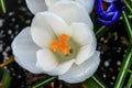 White Yellow Crocus Blossom Blooming Macro Washington Royalty Free Stock Photo
