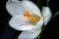 White Yellow Crocus Blossom Blooming Macro Washington Royalty Free Stock Photo