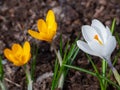 White and yellow crocuses bloomed. White flower close up. Yellow crocuses grow further away. Spring natural background Royalty Free Stock Photo
