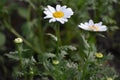 White and Yellow Crysanthemum Daisies Royalty Free Stock Photo