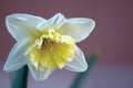 White yellow Daffodil Flower