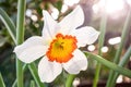 White-yellow daffodil flower close-up in a greenhouse. Royalty Free Stock Photo