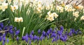 Yellow and white daffodil flowers with grape hyacinths