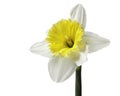 White and Yellow Daffodil Isolated Royalty Free Stock Photo