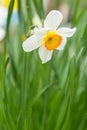 White and yellow Daffodil (Narcissus Tazetta) Royalty Free Stock Photo