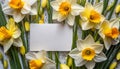 White and Yellow daffodils background with copy space. Spring floral beautiful easter card. Fresh flowers. Royalty Free Stock Photo