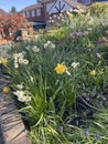 white and yellow daffodils garden corner