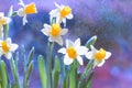 White yellow daffodils in garden. Spray of rain on sunny day Royalty Free Stock Photo