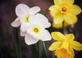 White and Yellow Daffodils Narcissus Royalty Free Stock Photo