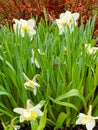 Daffodils white and yellow with red bush in background Royalty Free Stock Photo