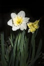White and yellow daffodils after rain Royalty Free Stock Photo