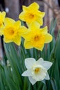 White and yellow daffodils. Spring flowers near the setting sun