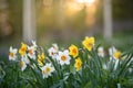 White and yellow daffodils in springtime Royalty Free Stock Photo