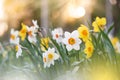 White and yellow daffodils in springtime Royalty Free Stock Photo