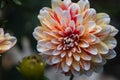 White and yellow dahlia with red speckling