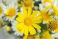 White and yellow daisies flowers in bright sun light. Royalty Free Stock Photo