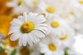 Beautiful daisies closeup. Flower background.