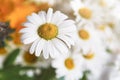 Beautiful daisies closeup. Flower background.