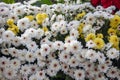 White yellow daisy closeup. Spring floral texture photo. Simple flowers in green leaf. Romantic banner template Royalty Free Stock Photo