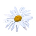 White and yellow daisy flower close-up isolated on a white background with copy space Royalty Free Stock Photo