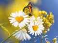 White yellow daisy flowers butterflies front blue sky floral summer nature background Royalty Free Stock Photo