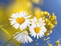 White yellow daisy flowers butterflies front blue sky floral summer nature background Royalty Free Stock Photo