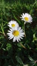 white and yellow daisy spring flower in a beautiful green meadow, close up