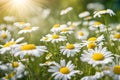 White and yellow daisy wild flower field on natural blurred background, selective focus. Royalty Free Stock Photo