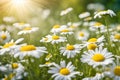 White and yellow daisy wild flower field on natural blurred background, selective focus. Royalty Free Stock Photo