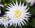 White and yellow dalia Royalty Free Stock Photo