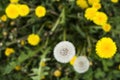 White and yellow dandelions in a field in spring