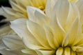 White yellow decorative Dahlia petals Close up from the side.August morning. Artistic. The concept of flowering autumn. Image is