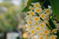 White and yellow Dendrobium thyrsiflorum orchid flower