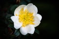 The white and yellow of a dog rose