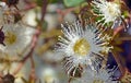 Australian Dwarf Apple blossom Angophora hispida Royalty Free Stock Photo