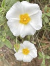 White yellow five leaf flower