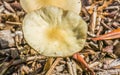 White yellow flat round shaped mushroom macro close up