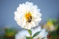 White and yellow flower with bee in the middle Royalty Free Stock Photo