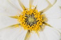 White yellow flower close up. floral background macro Royalty Free Stock Photo