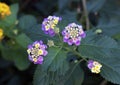 White and yellow flower cluster of a Lantana plant