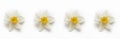 White yellow flower daffodil narcissus on a white background. seamless endless horizontal floral border pattern. spring summer Royalty Free Stock Photo