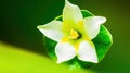 a white and yellow flower with a green leaf in the foreground and a dark green back ground with a white and yellow flower in the Royalty Free Stock Photo