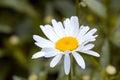 Bianco un fiore fotografia 