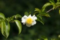 Fried Egg Tree or Oncoba spinosa Forssk.